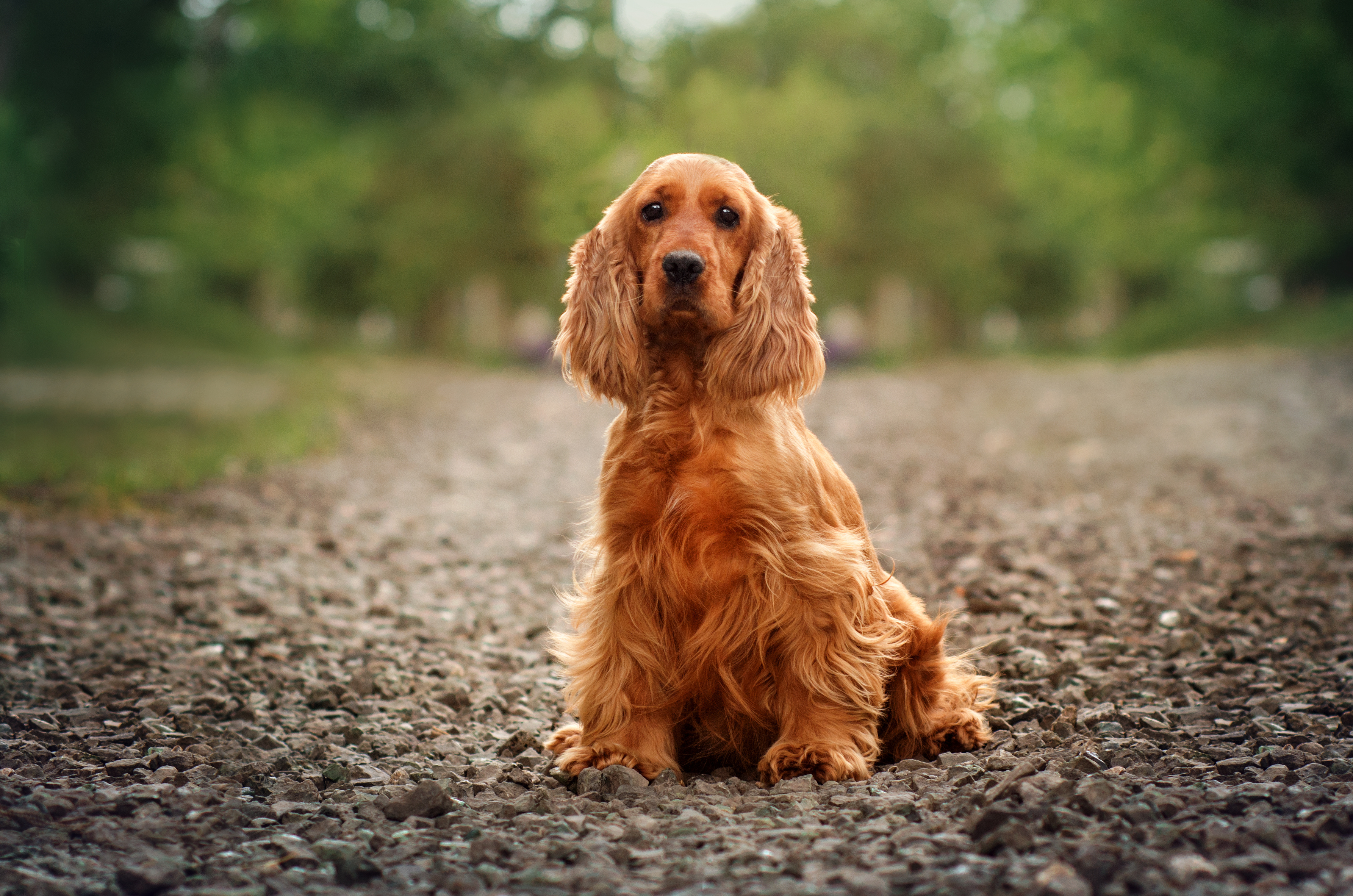 Jak karmić psa cocker spaniel – ważne składniki codziennego posiłku