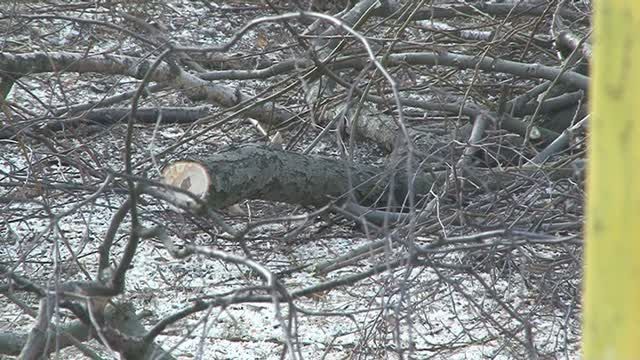 Dlaczego na osiedlu Kazimierza Wielkiego ścinają gałęzie?