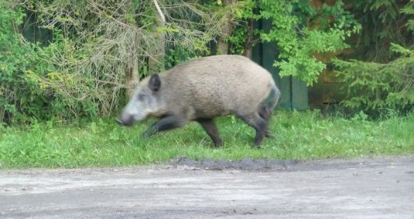 Dzik wymusił pierwszeństwo, później napięcie wzrosło…