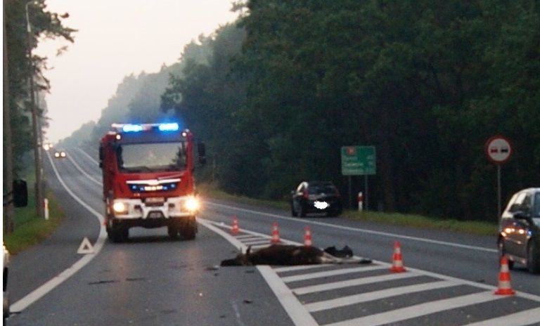 Łosie wpadają pod koła samochodów i powodują groźne kolizje!