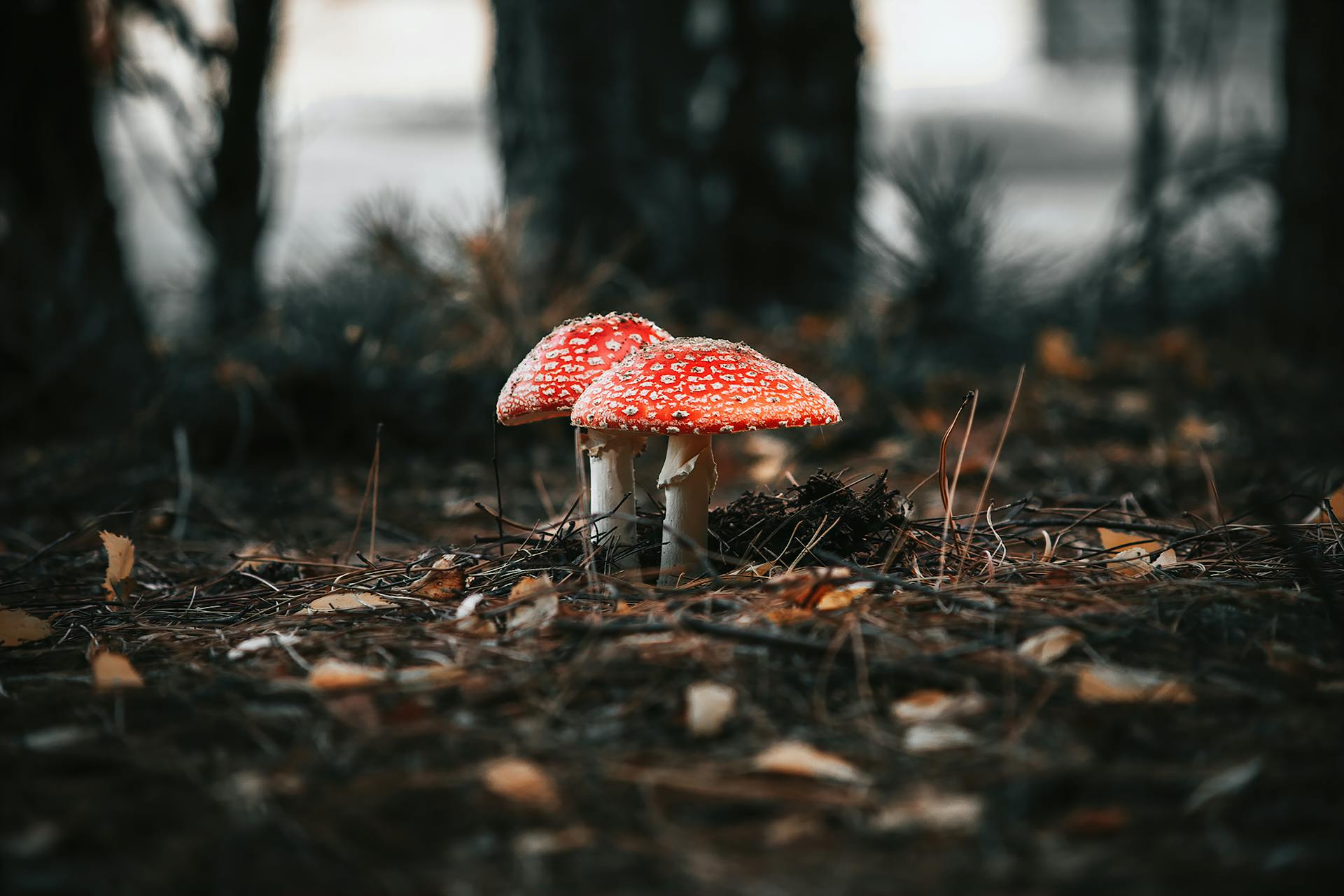 Wpływ mikrodozowania grzybów Amanita na zdrowie serca i naczyń krwionośnych