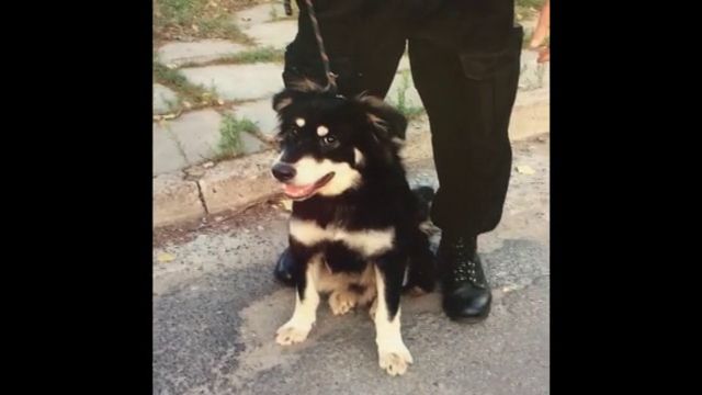 Porzucili pieska na przemysłowej. Szuka ich policja