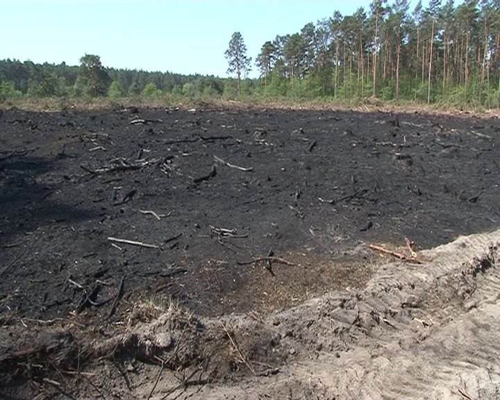 To już 19 raz w tym roku! Pożary niszczą nasze lasy