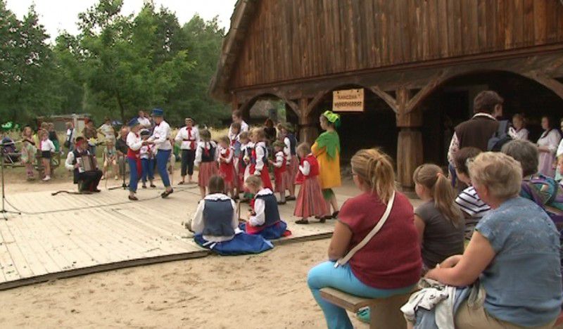 W Kłóbce zbieraliśmy rumianek