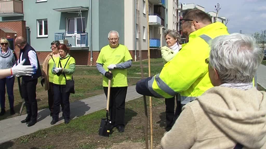 Zasadzili nowe drzewka na ul. Celulozowej – zobacz video