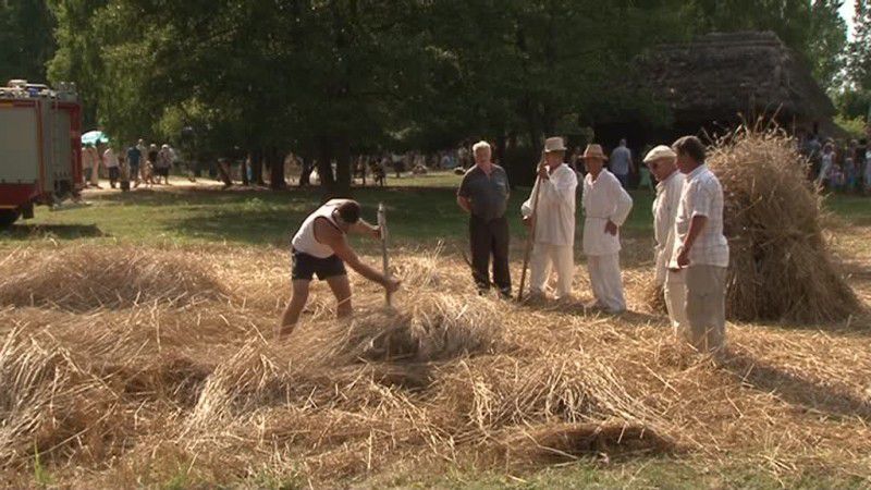 Żniwa w Kłóbce- kolejna podróż w czasie